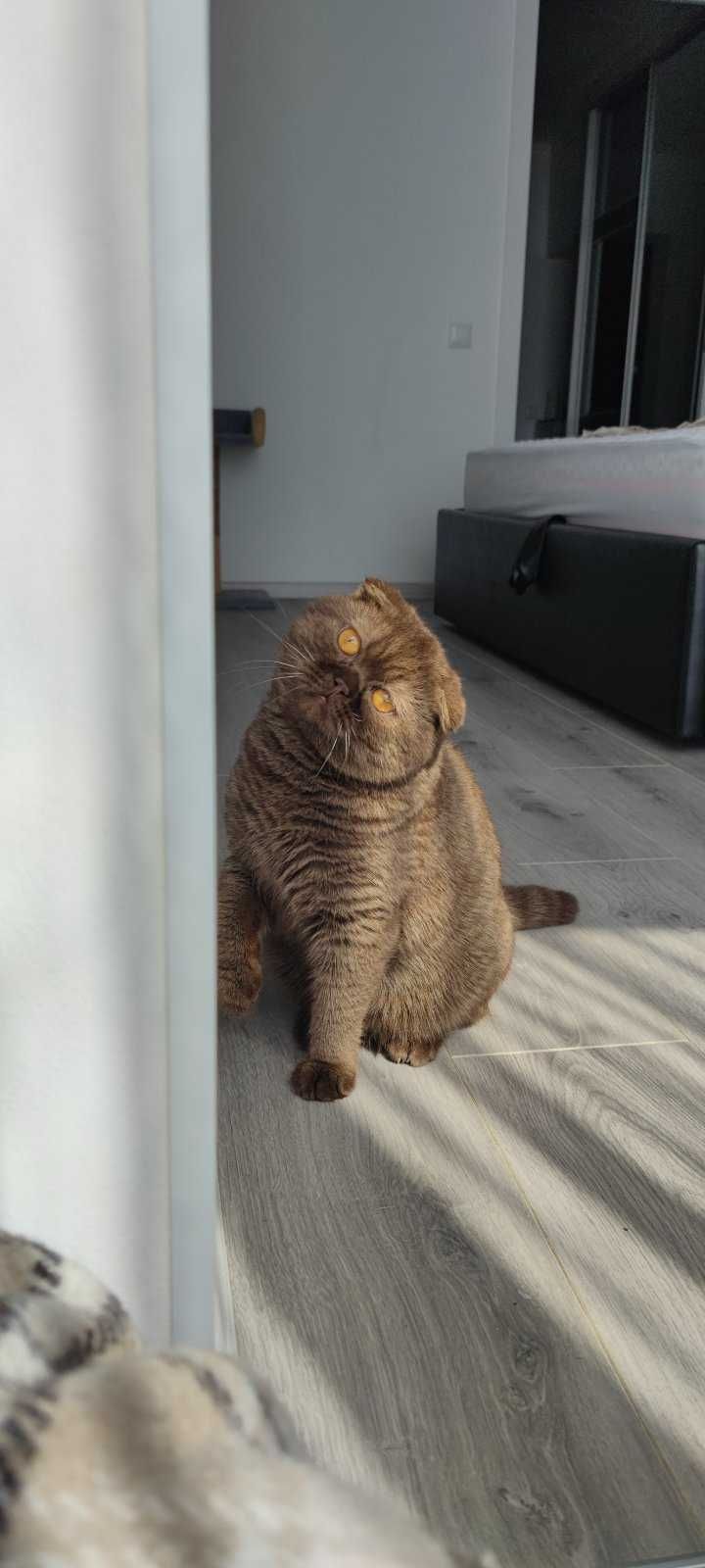 Шотландский котик
