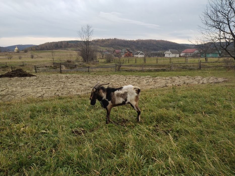 Пропоную злучкуз цапом нубо -ламача