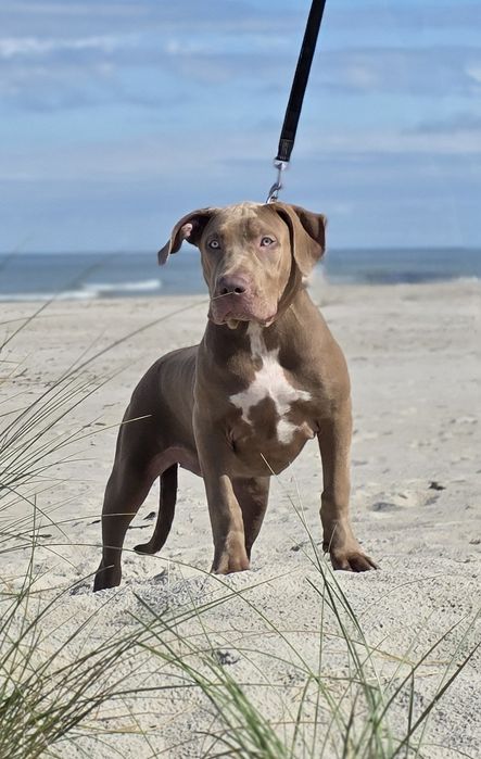 American Bully XL! Największa suczka z miotu!