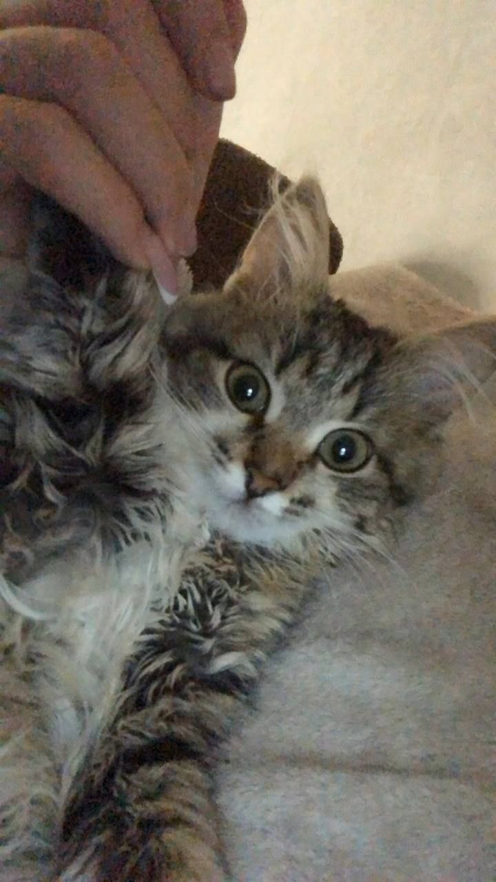 Отдам котика в хорошее руки!