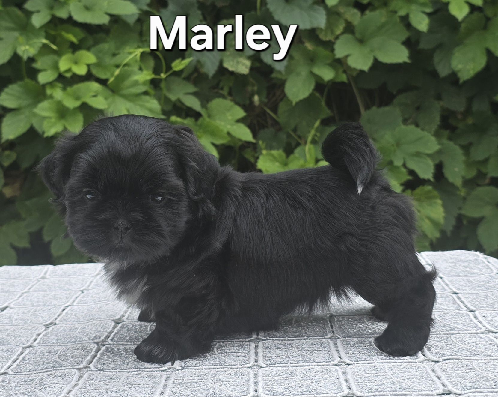Piesek Shih tzu ZKWP