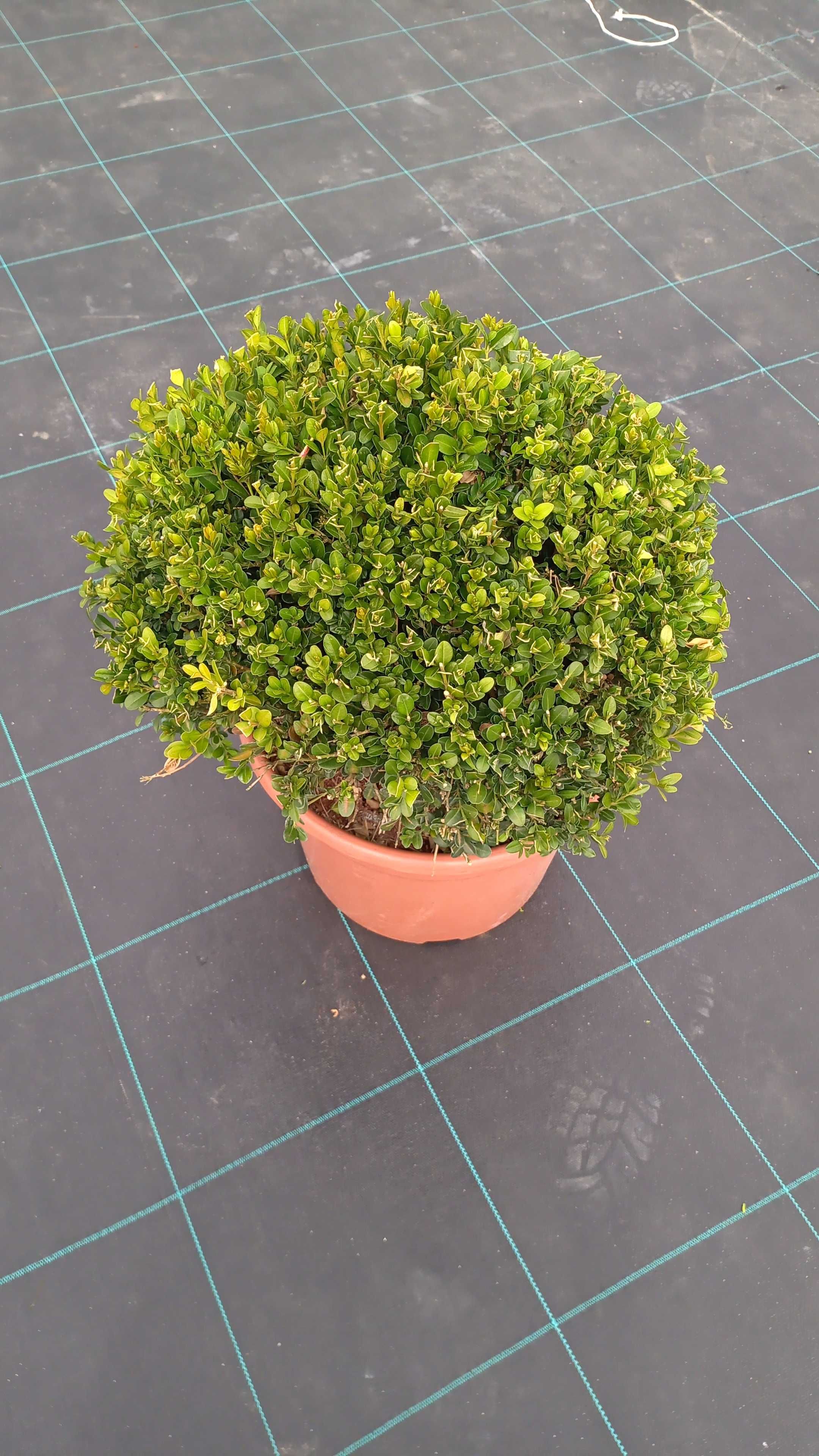 Bukszpan Faulnker, Aurea, Sempervirens