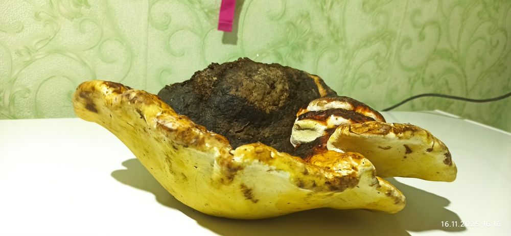 Гриб трутовик 500 грн.