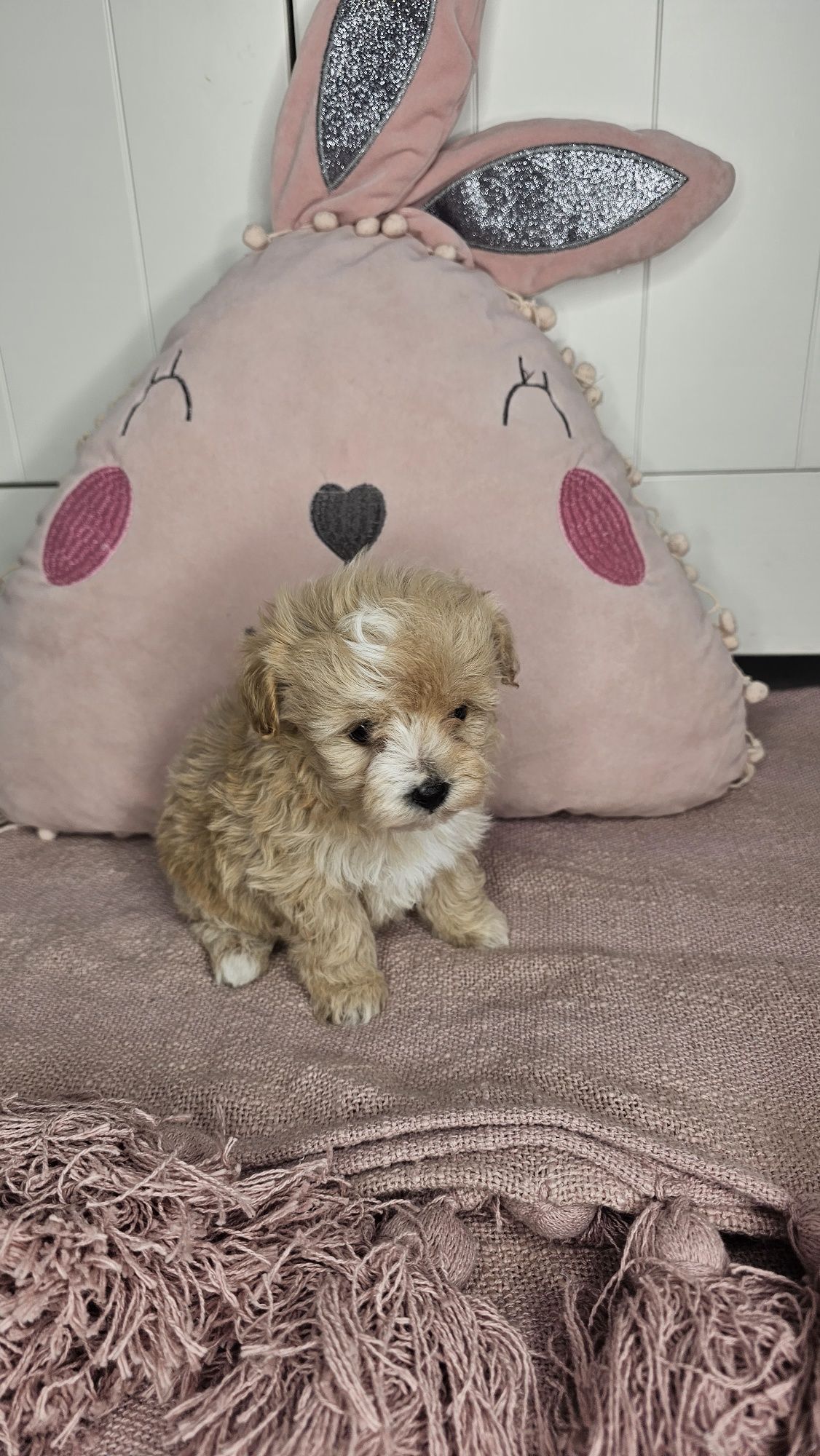 Śliczna dziewczynka Maltipoo