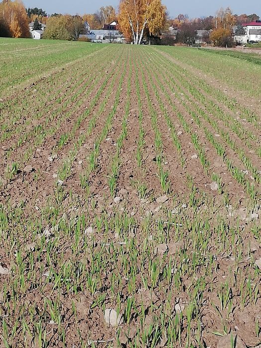 Agregat uprawowo -siewny