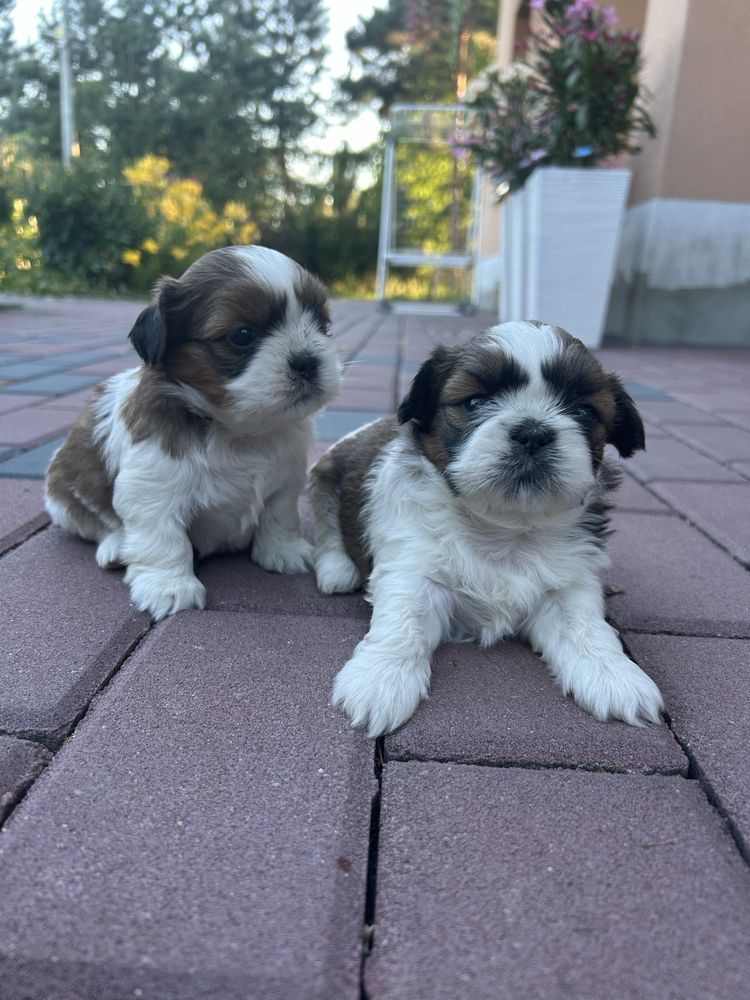 Shih tzu         .