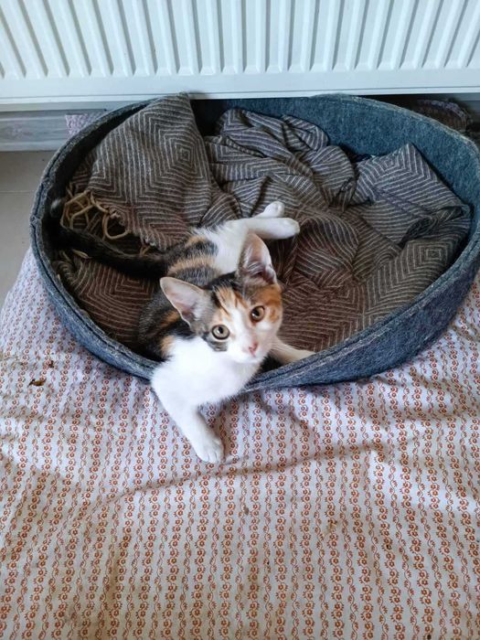 Кошеня в гарні дбайливі руки