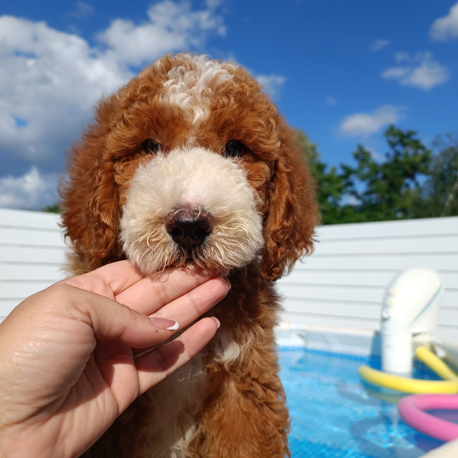 Ексклюзив. Хлопчик Goldendoodle F1b. Київ