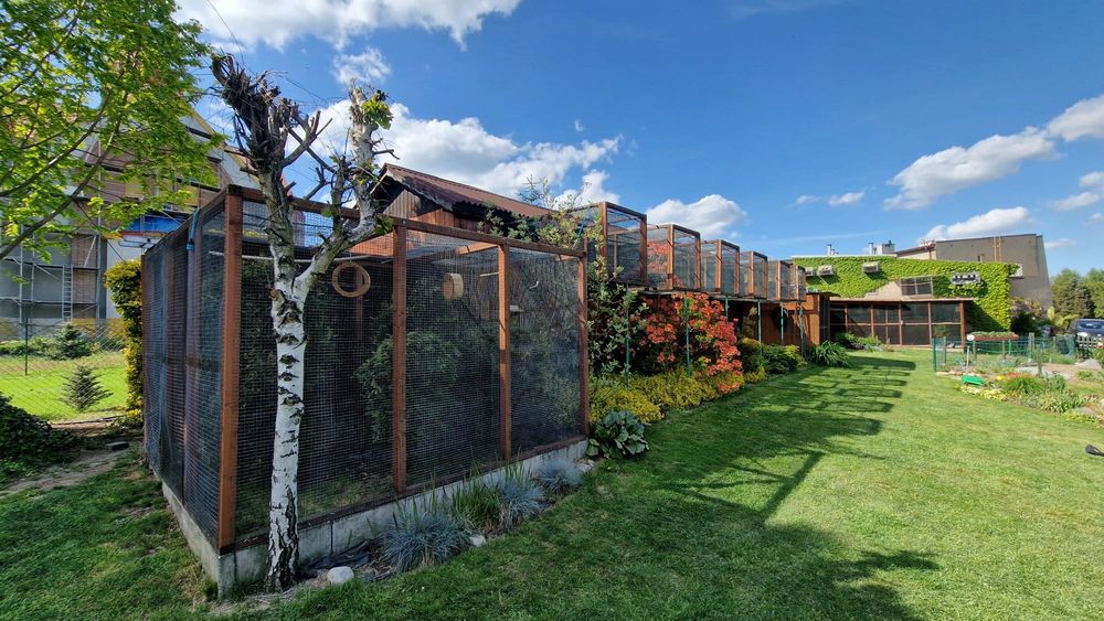 Gile meksykańskie, Gil meksykański