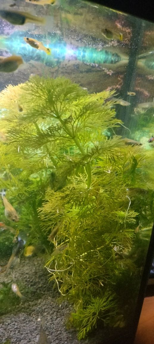 Zestaw roślinek do akwarium
