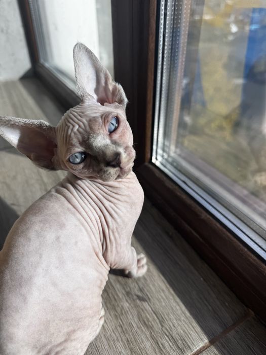 Дівчинка Канадського сфінкса