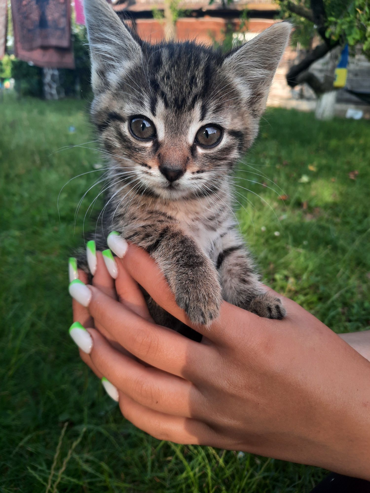 Кошенята. Котик та кішечка
