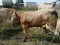 Byczki byk buhaj blonde d'aquitaine limuse