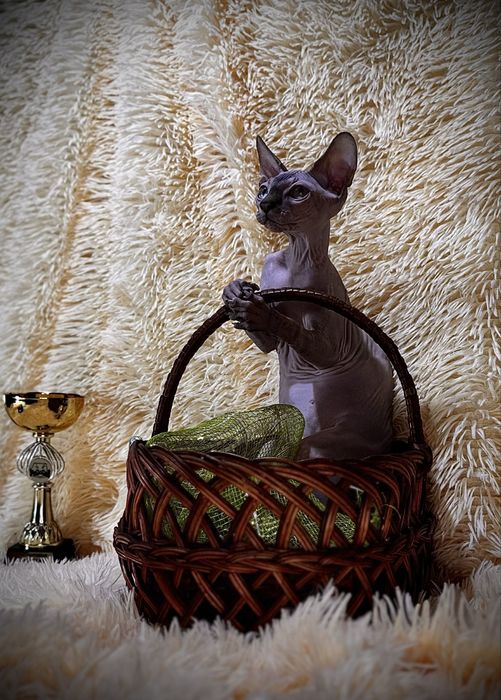 Канадський сфінкс родовід WCF клуб документи доставка