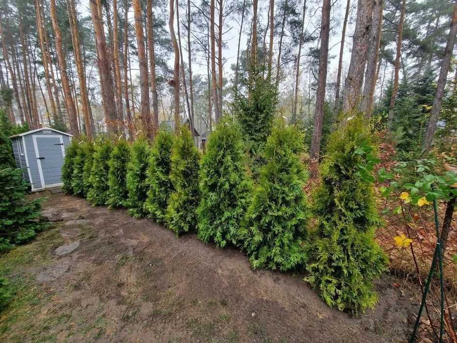 TUJA Thuja BRABANT Piękne drzewko na żywopłot wys. 170-190 cm Sadzenie