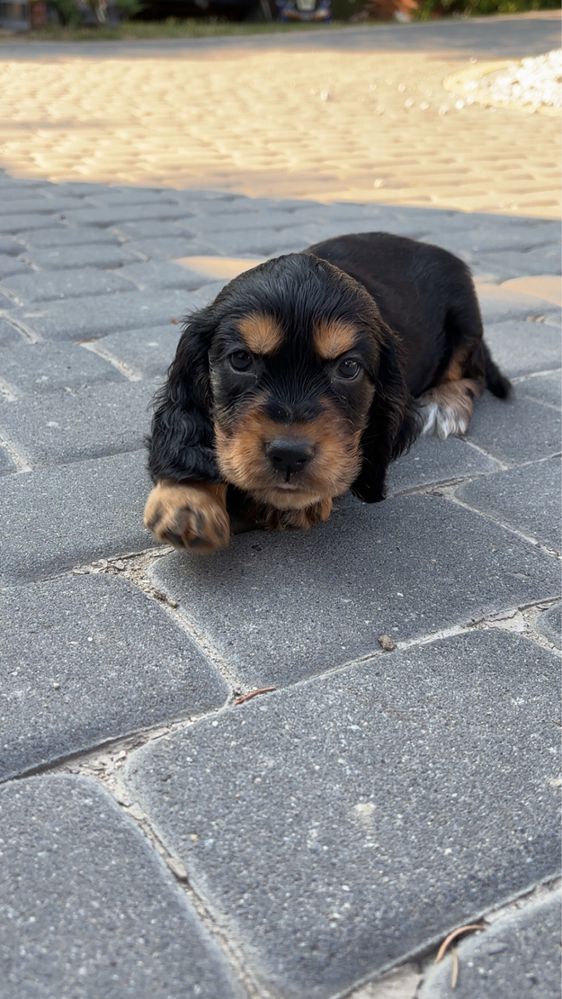 Piesek Cocker Spaniel