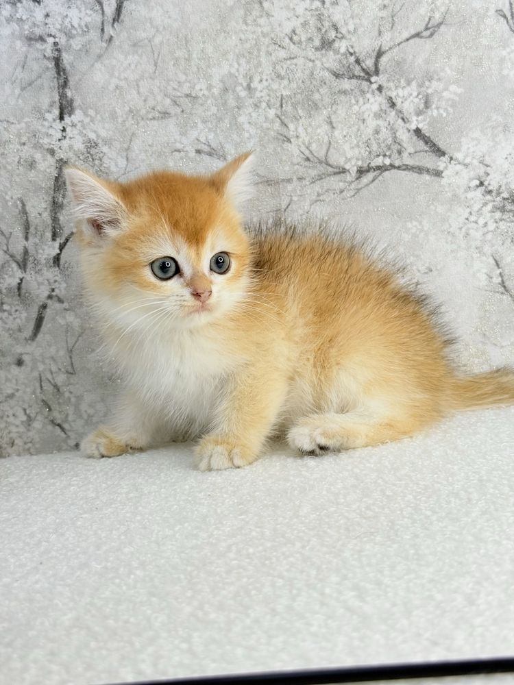 Femea  british golden chinchila shorthair