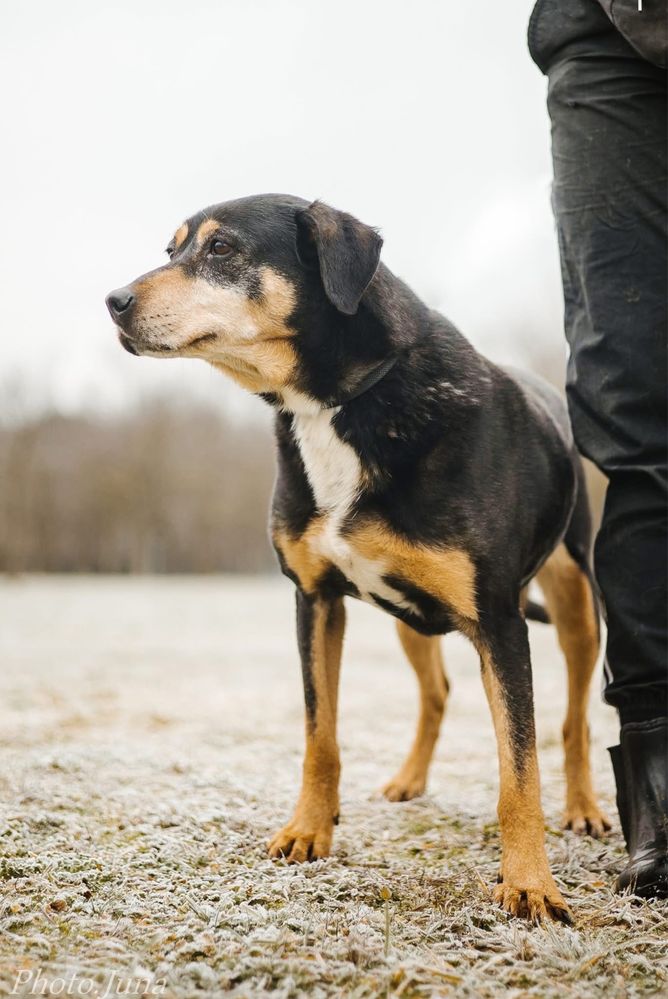 Kora-suczka która nigdy nie miala domu bardzo o niego prosi-adoptuj