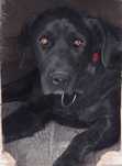 CZARON pies cane corso czarny do adopcji