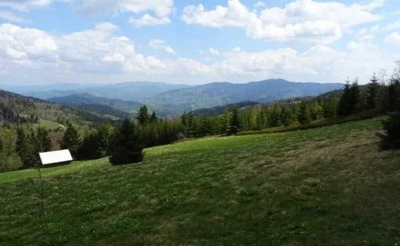 Grzyb Pieprznik jadalny Kurka suszona 400 gram