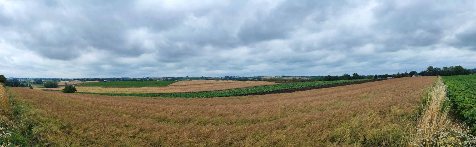 Działka siedliskowa z duszą, 25m x 680m 1,67ha   WZ  Kazimierza Wielka