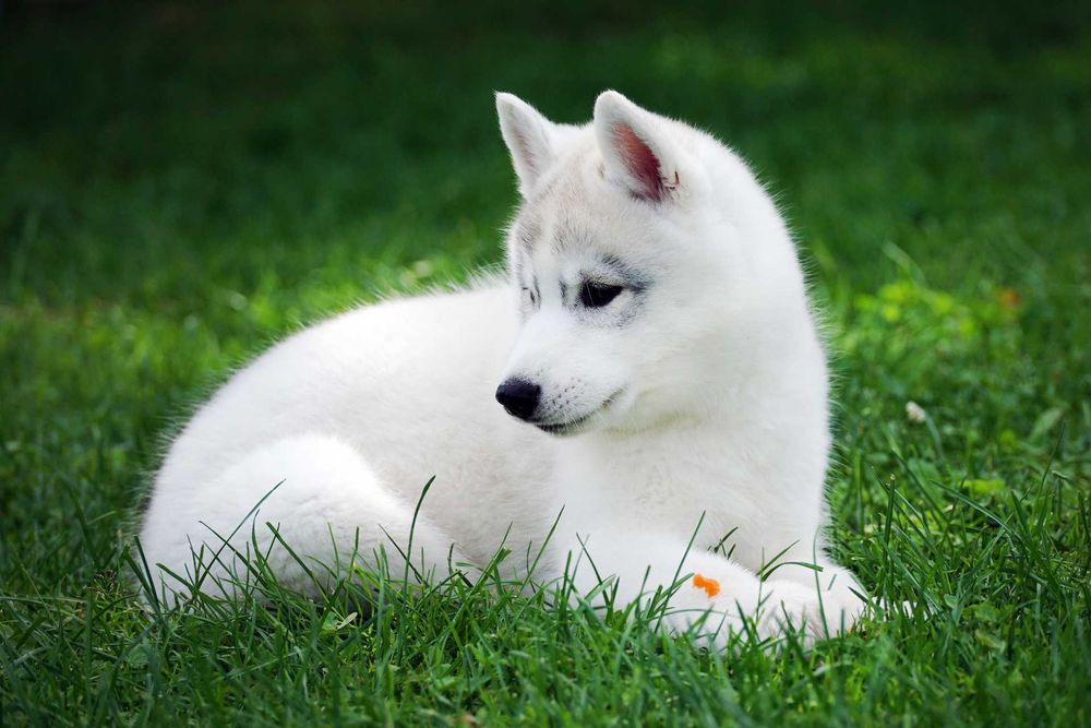 Platynowy piesek Husky z rodowodem ZKwP / FCI szczenię husky