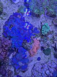 Skała obrośnięta koralami akwarium morskie, ukwiał z błazenkami