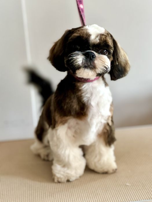 Suczka Shih Tzu ZKwP FCI