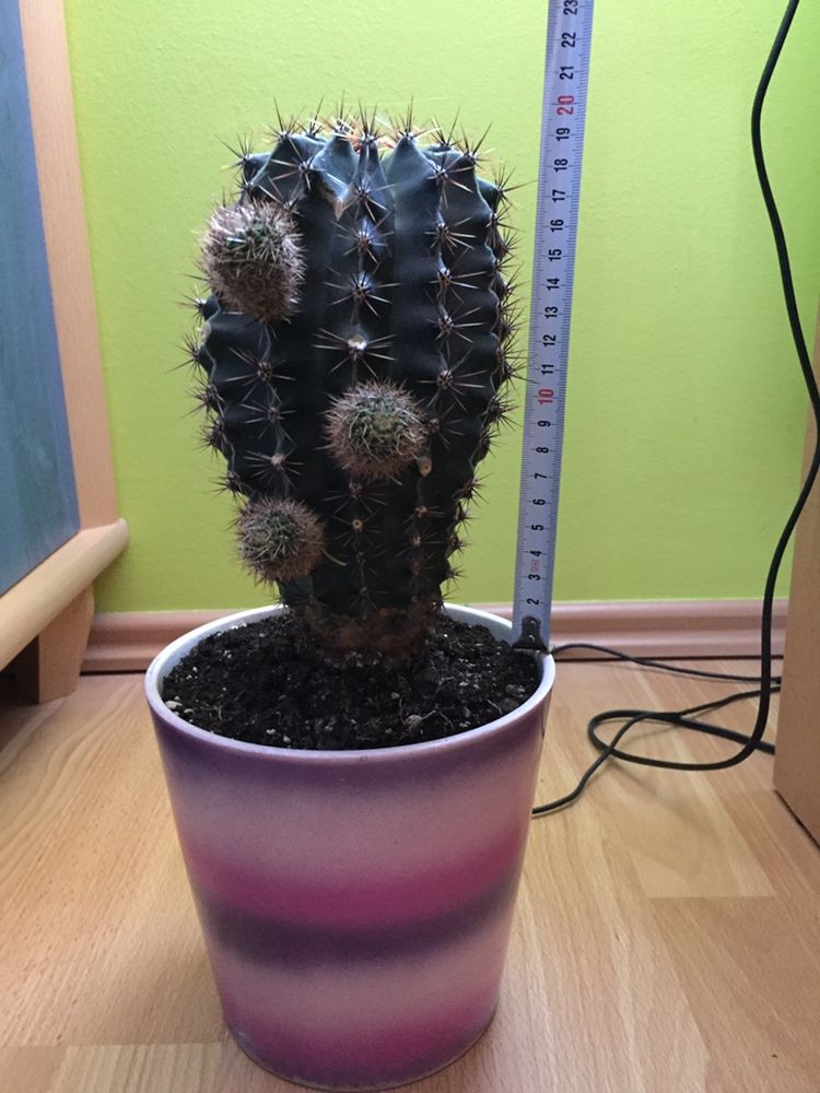 Kaktus Echinopsis