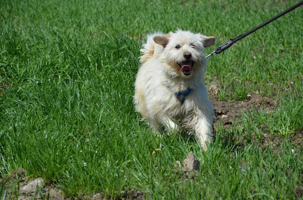 Oskar – jork miedarski, ekspert od spacerowania