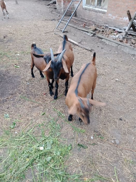 Продам коз разные