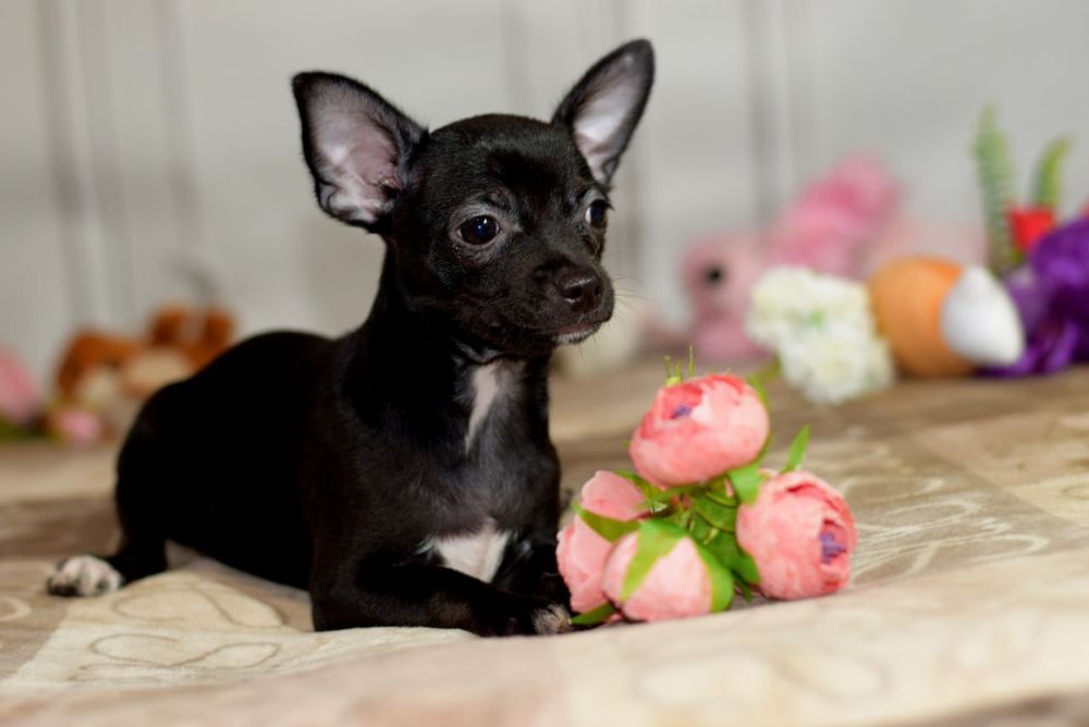 Девочка чихуахуа