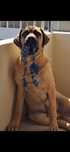 Cão    super docil se da com outros caes ,crianças