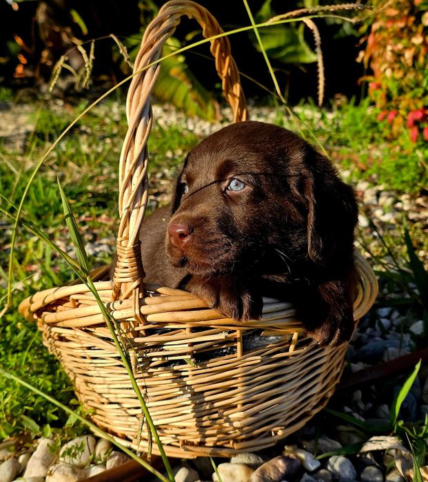 Labrador retrevier castanho
