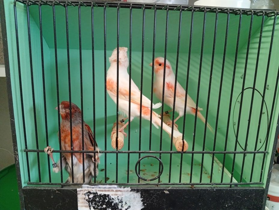 Canarios machos e fêmeas 2025