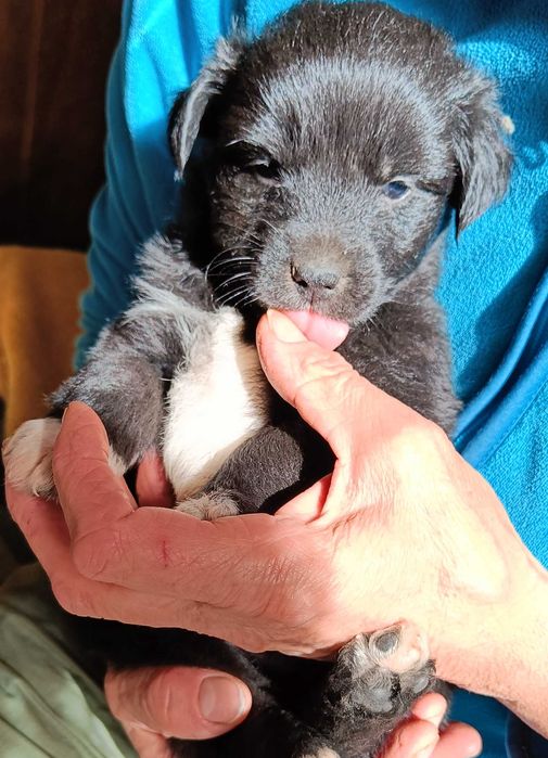 Szczeniak do adopcji