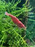 Krewetki neocardina - czerwone - Red Cherry