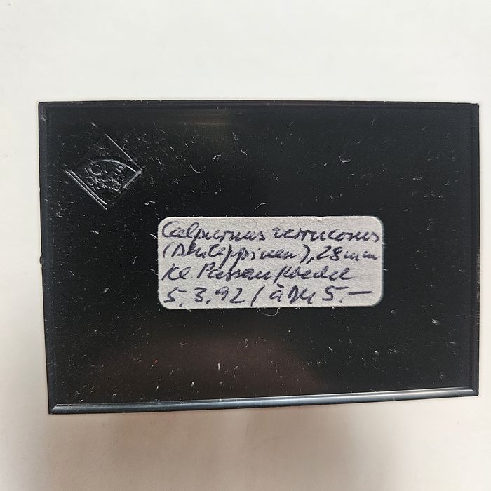 Calpurnus verrucosus muszle