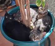 Gatinhos muito meigos para adoção gratuita
