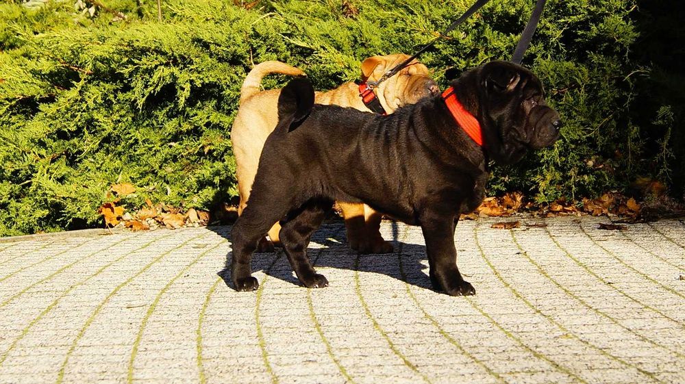Enzo ,cudny szczeniak Shar Pei z rodowodem