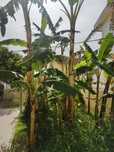 Bananeiras banana-maça