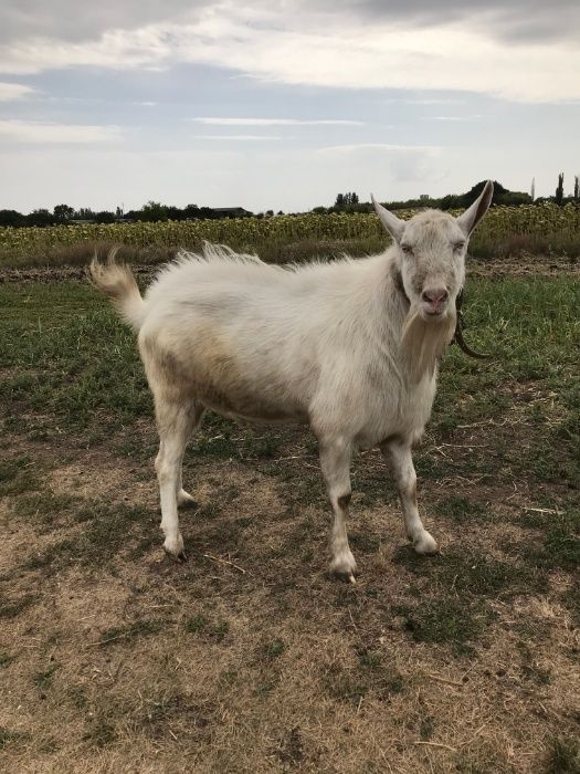 Срочно  продаётся стадо дойных коз