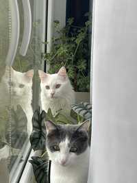 Dwa kochane koty szukają pilnie domu