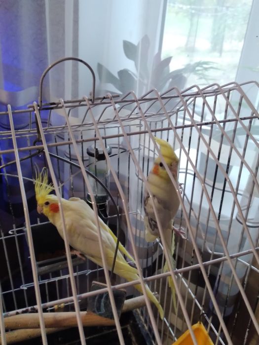 Продам маленьку таку радість