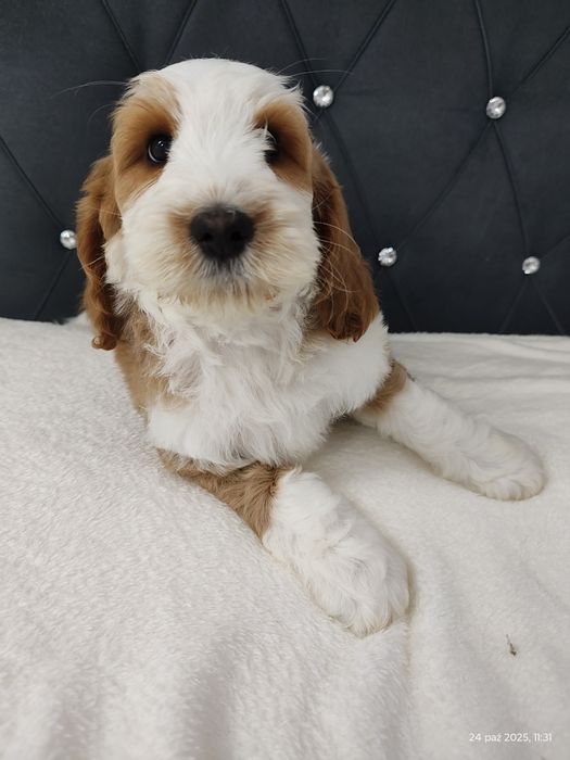 Cockapoo Boy GOTOWY DO odbioru