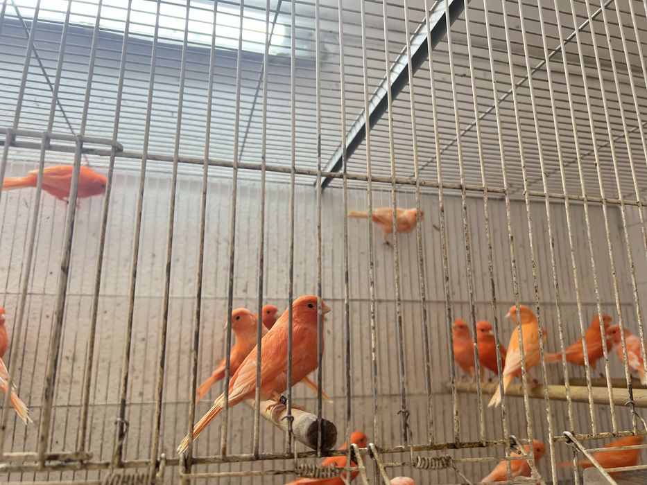 Canários Vermelhos 2025