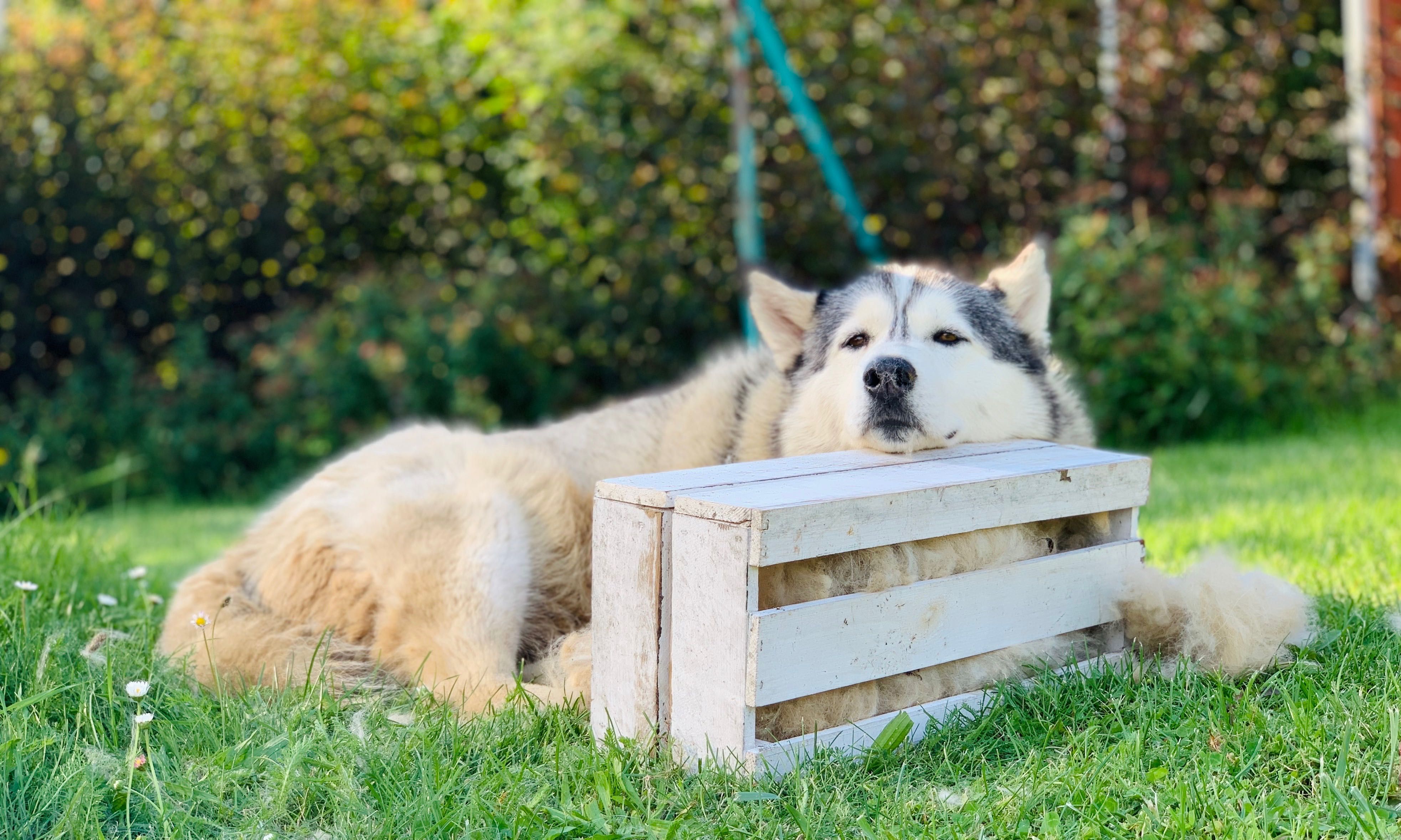 Oddam psa rasy husky