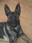 Riko owczarek belgijski malinois
