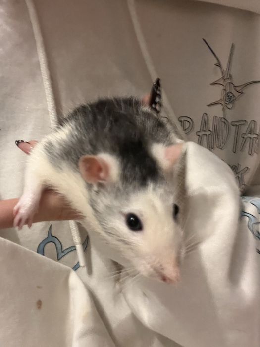 Oddam szczyrki ( w kolorze krówki )