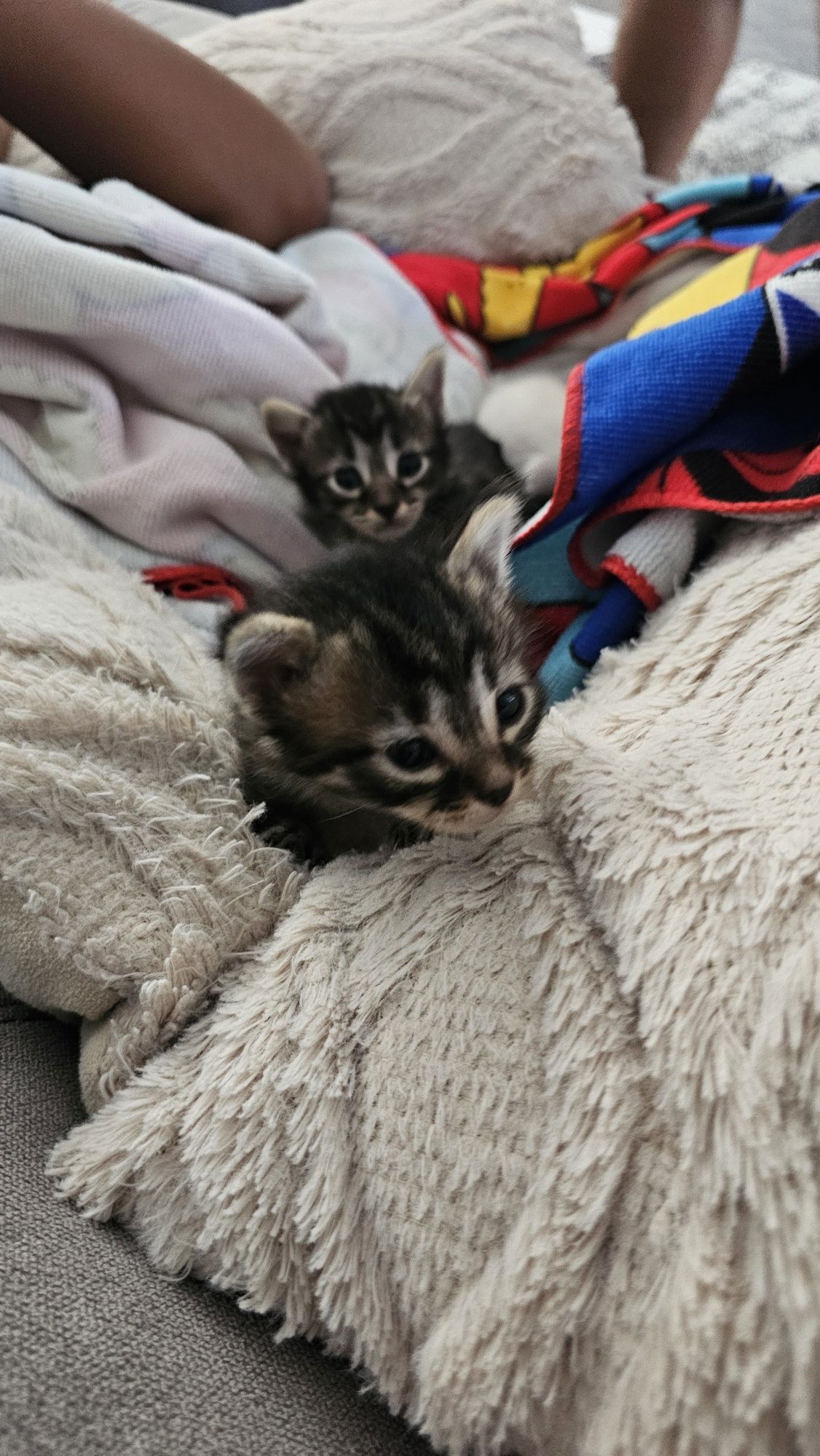 Dao se gatinhos nas primeiras semanas de Setembro,